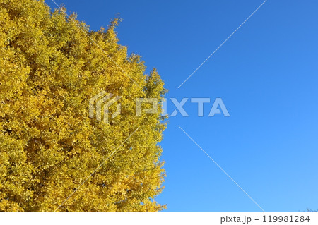 青空をバックに見ごろを迎えたイチョウの木 ginkgo tree behind blue sky 青空をバックに見ごろを迎えたイチョウの木 ginkgo tree behind blue sky 119981284