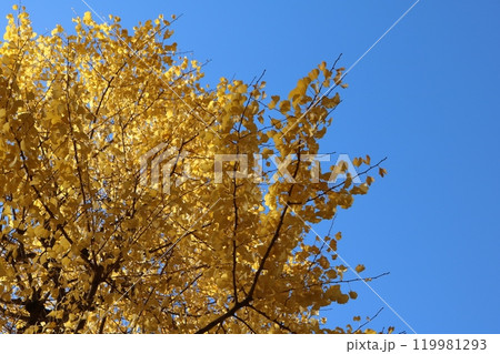 青空をバックに見ごろを迎えたイチョウの木 ginkgo tree behind blue sky 青空をバックに見ごろを迎えたイチョウの木 ginkgo tree behind blue sky 119981293