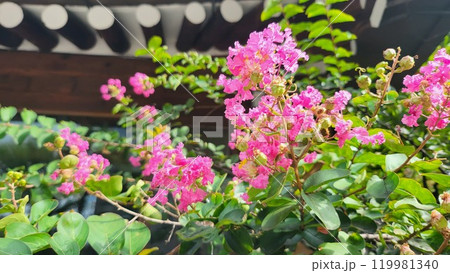 crape myrtle crape myrtle 119981340