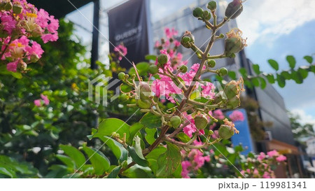 crape myrtle crape myrtle 119981341