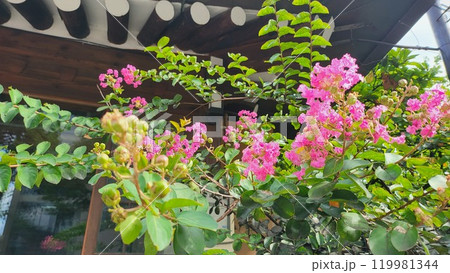 crape myrtle crape myrtle 119981344