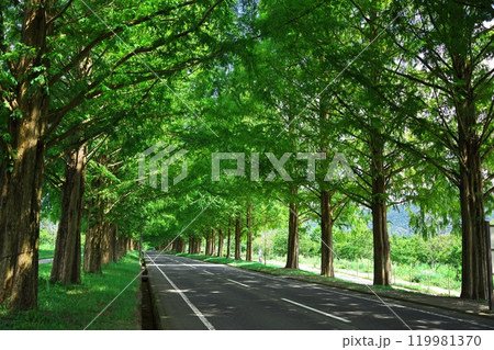 夏の深緑のメタセコイア並木道 119981370