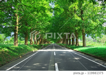 夏の深緑のメタセコイア並木道 夏の深緑のメタセコイア並木道 119981373
