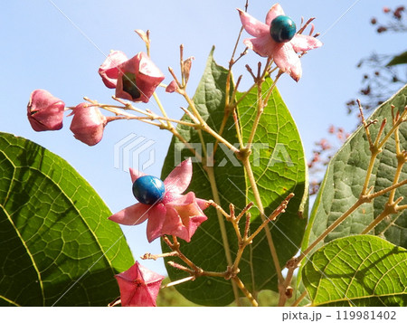 緑色に輝く千葉県鴨川市大山千枚田付近のクサギの実 緑色に輝く千葉県鴨川市大山千枚田付近のクサギの実 119981402