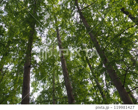 空に伸びる木　森林浴を楽しむ　コピースペース　緑を感じよう 119981427