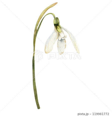 January spring first white flower snowdrop watercolor illustration. Hand drawn petal floral element with green leaves and blooming for wedding invitation, card, poster design. Delicate textile January spring first white flower snowdrop watercolor illustration. Hand drawn petal floral element with green leaves and blooming for wedding invitation, card, poster design. Delicate textile 119981772