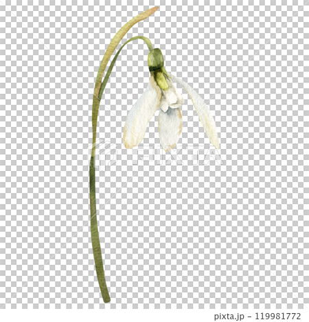 January spring first white flower snowdrop watercolor illustration. Hand drawn petal floral element with green leaves and blooming for wedding invitation, card, poster design. Delicate textile January spring first white flower snowdrop watercolor illustration. Hand drawn petal floral element with green leaves and blooming for wedding invitation, card, poster design. Delicate textile 119981772