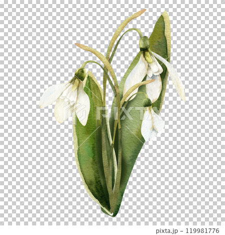 Spring snowdrops arrangement with green leaves and blooming elements watercolor clipart. Floral illustration of first romantic flowers for women's day card, invitation, wallpaper design Spring snowdrops arrangement with green leaves and blooming elements watercolor clipart. Floral illustration of first romantic flowers for women's day card, invitation, wallpaper design 119981776