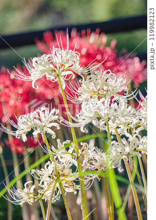 群生する彼岸花 119982123