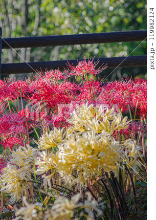 群生する彼岸花 119982124