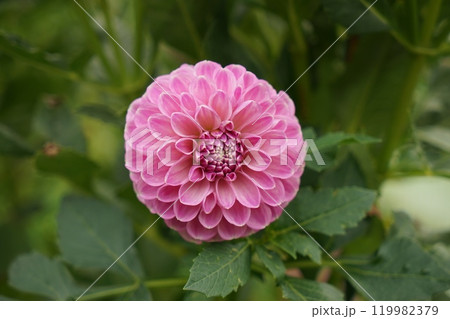 ダリア ダリア 119982379
