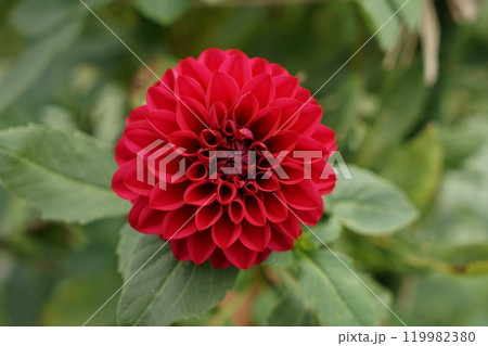 赤いダリア 赤いダリア 119982380