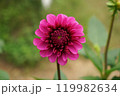 赤いダリアの花 119982634