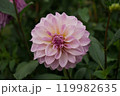 ダリア 119982635