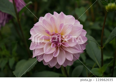 ダリア 119982635