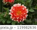 赤いダリア 119982636