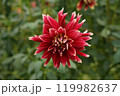 赤いダリア 119982637