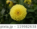 黄色いダリア 119982638