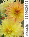 黄色いダリア 119982691