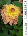 黄色いダリア 119982693