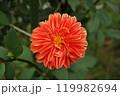 赤いダリア 119982694