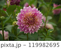 ダリア 119982695