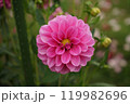 ダリア 119982696