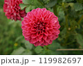 赤いダリア 119982697