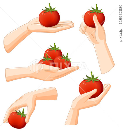 Hands Holding Fresh Red Tomatoes 119982880