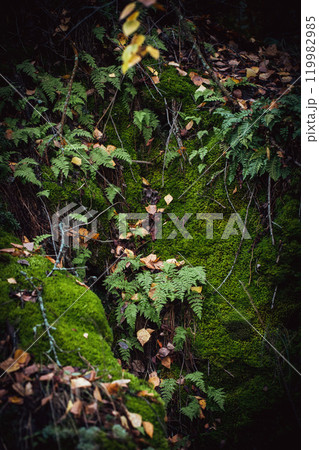 Beautiful atmospheric green fern and moss background, vertical format, selective focus. Beautiful atmospheric green fern and moss background, vertical format, selective focus. 119982985