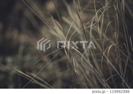 Autumn atmospheric natural abstract background, blur dry herbs in the forest, selected focus. 119982986