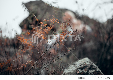 Beautiful atmospheric shrub with fade orange leaves against a background of dark stones in late autumn, selective focus. 119982989