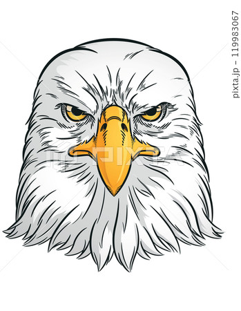 Eagle Head Front View Falcon Bird 119983067