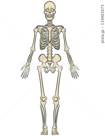 Human Body Bones Anatomy Skeleton Model 119983073