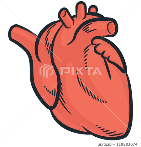 Human Heart Organ Cardiovascular Body Parts 119983074