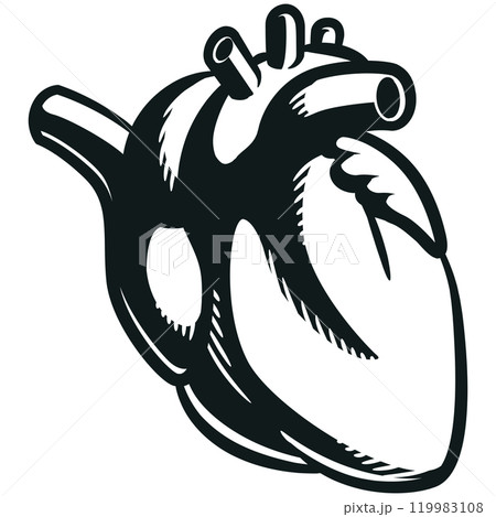 Silhouette Human Heart Internal Cardiovascular Organ 119983108