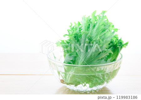 徳島県産　フリルアイス （ レタス ）シャキシャキ食感のれたすです。 119983186