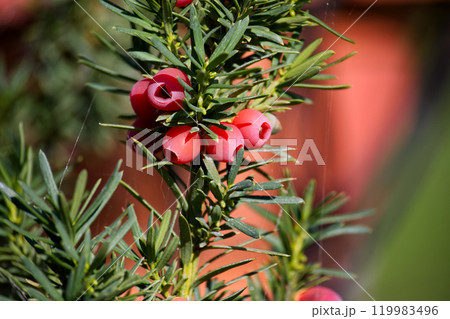 Red berries and lush green needles of the Taxus baccata, also known as the common yew or English yew Red berries and lush green needles of the Taxus baccata, also known as the common yew or English yew 119983496