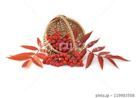 Autumn Harvest Basket of Rowan Berries and Red Leaves Isolated on White Background 119983508