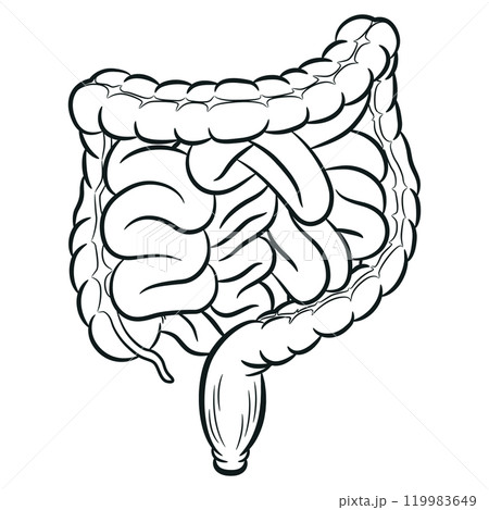 Sketch Human Intestine Tracts Digestion Colon Viscera Sketch Human Intestine Tracts Digestion Colon Viscera 119983649