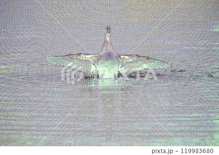 パステル調　”カルガモ　”野鳥””　イラストイメージ 119983680