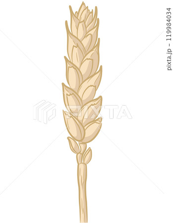 Wheat Stalk Rice Ear Straw Cartoon Wheat Stalk Rice Ear Straw Cartoon 119984034