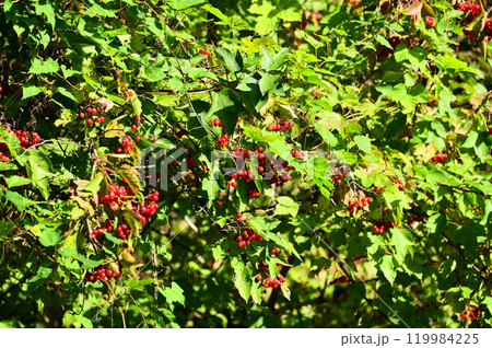 深山の赤い実 119984225