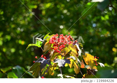深山の赤い実 119984226