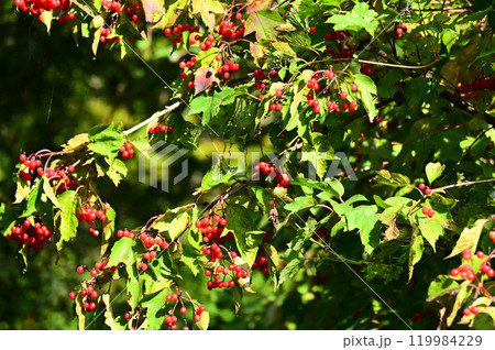 深山の赤い実 119984229
