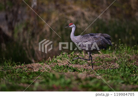 カナダヅル⑥（北海道） 119984705