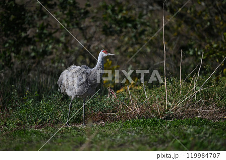 カナダヅル⑧（北海道） 119984707