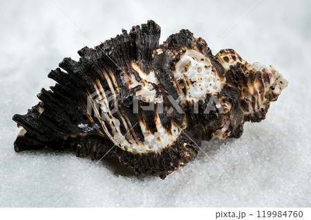 Spiny Murex Shell on a white Sand 119984760