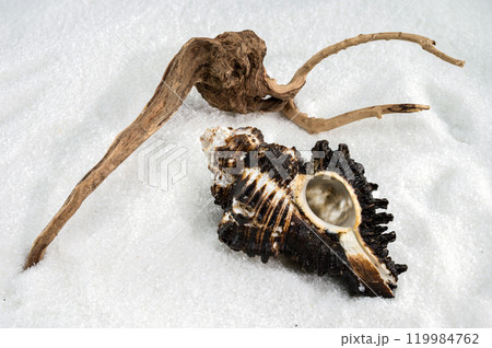 Spiny Murex Shell on a white Sand 119984762