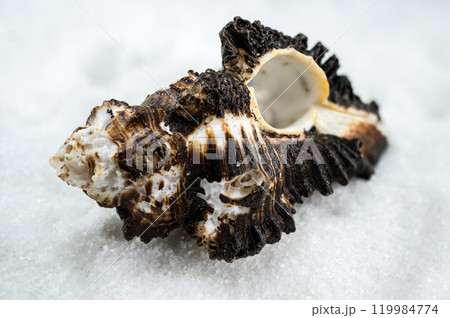 Spiny Murex Shell on a white Sand Spiny Murex Shell on a white Sand 119984774